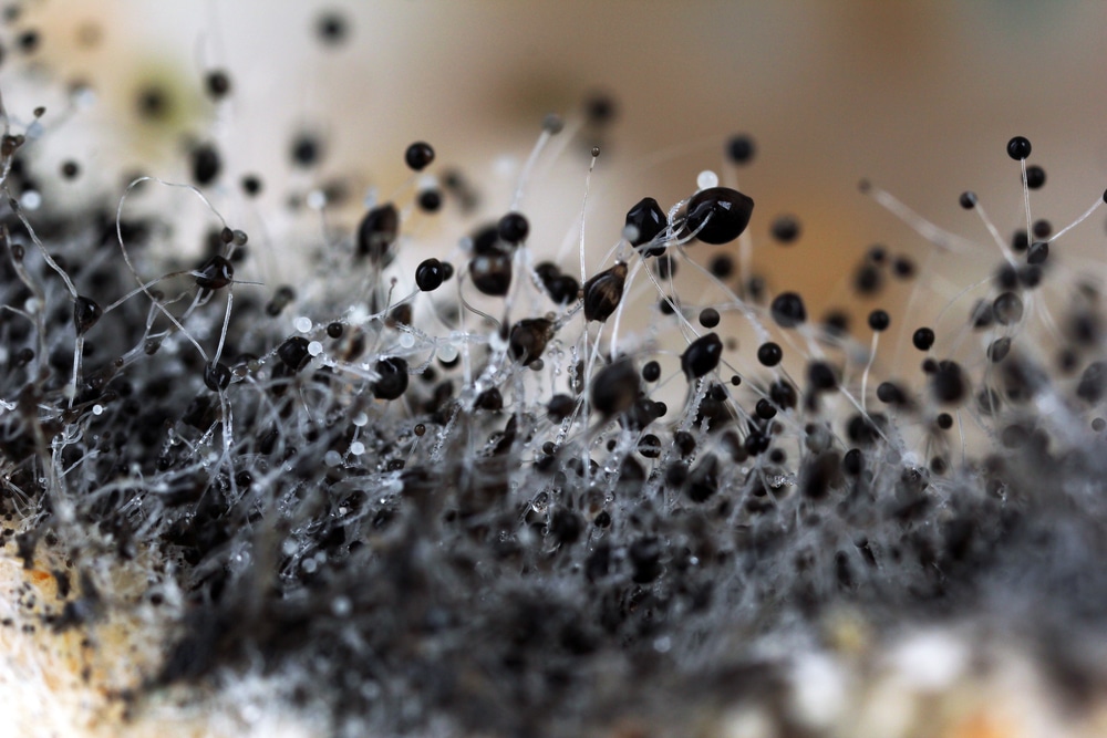 Rid Yourself of Mold Growth