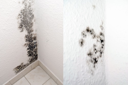 How to Get Rid of Mold: Comprehensive Guide,  Safe Remedies, & Prevention