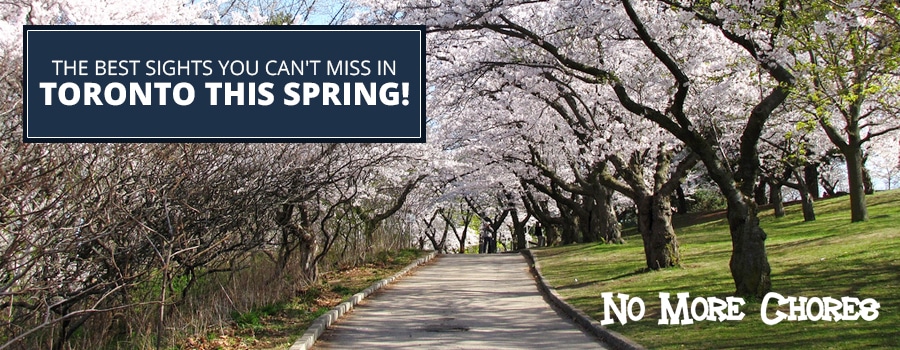 The Best Sights You Can’t Miss in Toronto this Spring!