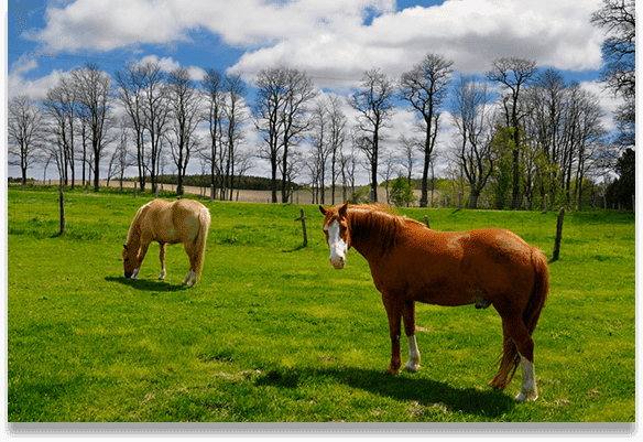 Gallucci, Willow Springs, and Applewood Farm Gallucci, Willow Springs, and Applewood Farm