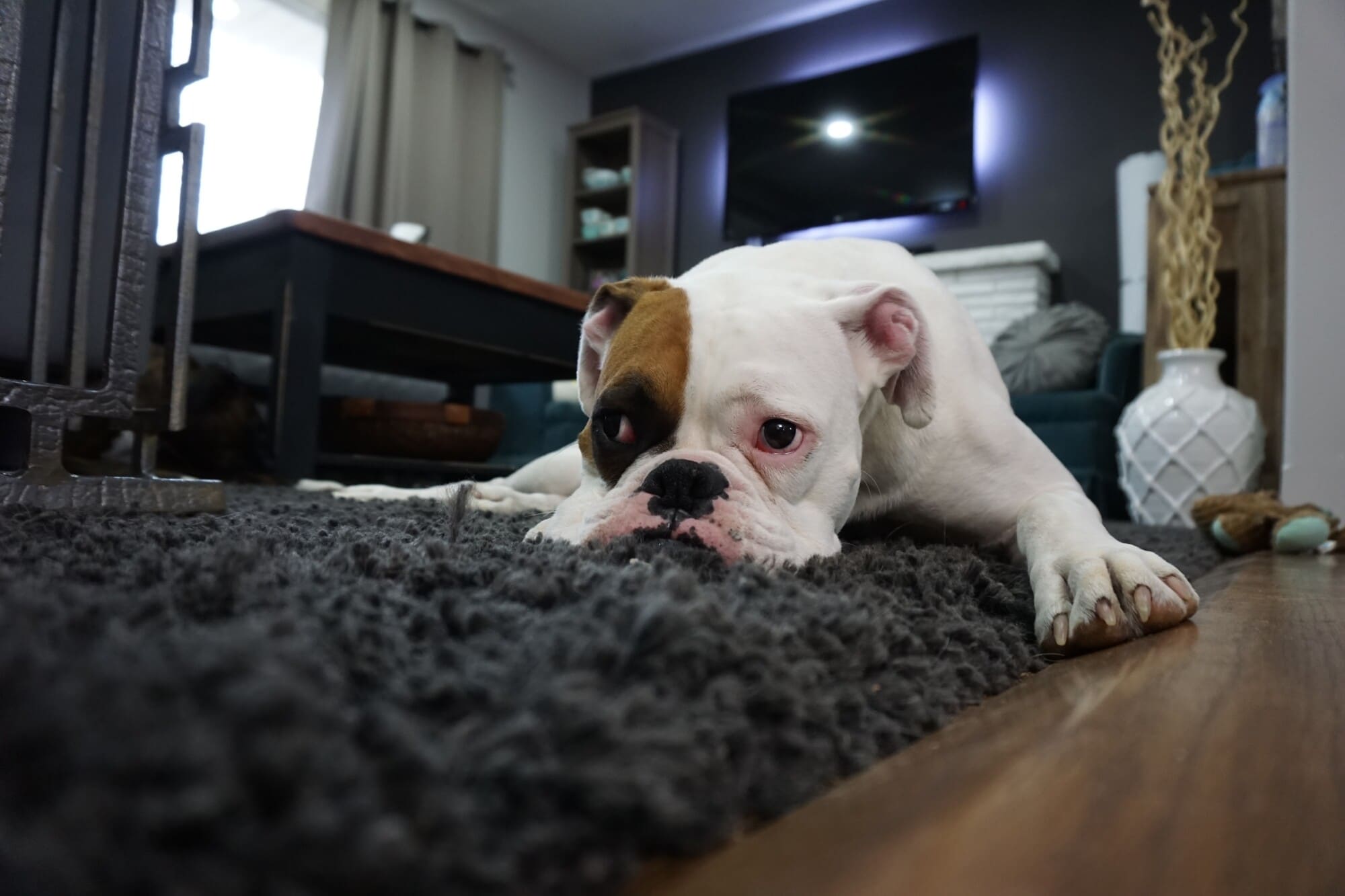 Deep Cleaning Tips Every Pet Owner Should Know