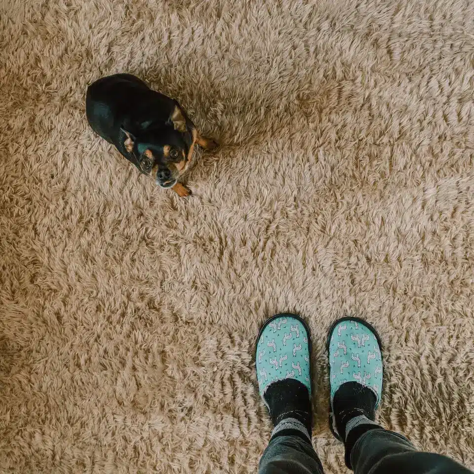 How to Get Dog Poop Out of Carpet